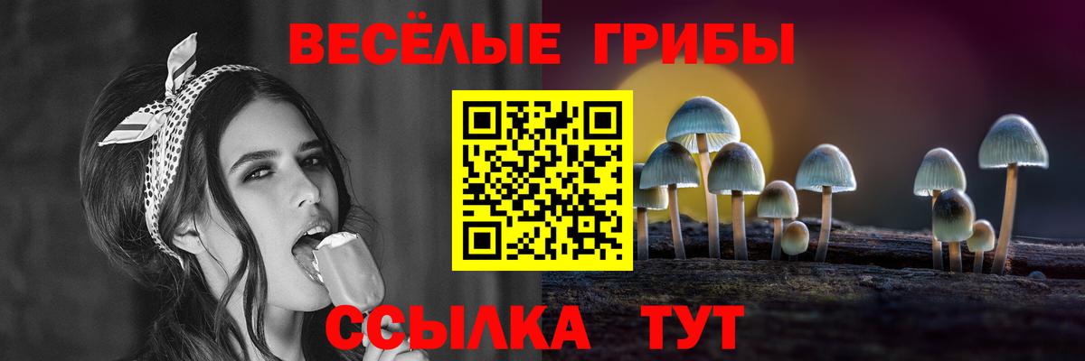 Псилоцибиновые грибы Psilocybe Киселёвск